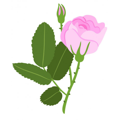Rose blanche bulgare 1ml